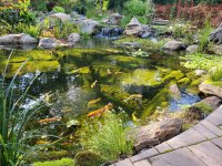 Honored and Proud to have been  chosen Aquascapes DIY pond of the year for 2023.  12,000 Gallon Koi Pond, Full Build