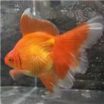 Mimi The Fantail Goldfish.jpg