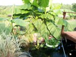 lotus seed pond and property and eggplant  2015 034.JPG