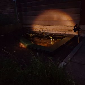 Old pond at night