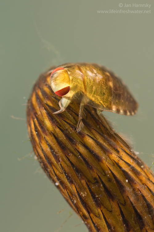 Creeping-water-bug-nymph-Ilyocoris-cimicoides-04.jpg