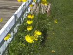 Yellow Poppies 2005.jpg
