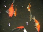 2008_0525Koi0008.JPG