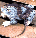 marty1.gif