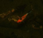 fishlet 2.jpg