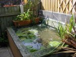 Pond 13-7-09.jpg
