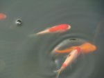 DSC01077.jpg