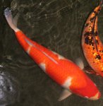 koi6.jpg