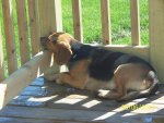 Smokey taking a nap on deck.JPG