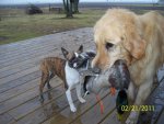 Cameo with a dead mallard and Denali.JPG