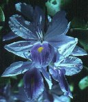 HyacinthFlower.jpg