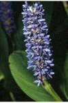 Pickerel Weed.jpg