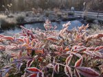 Frost Frosting by addy1.jpg