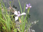 2011-06-14 My latest garden & pond pictures 07-09-2011 005.JPG 2011-06-14 My latest garden & pond pictures 07-09-2011 005.JPG