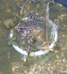 Visitor to my bog on March 11, 2012.JPG