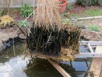 lifting_cattails7.jpg