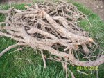 Pile of roots.JPG