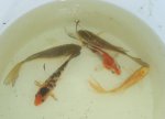 Baby koi.JPG