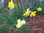 Pretty daffodils.JPG