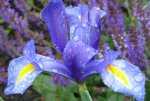 Spring has sprung! by taherrmann4.jpg Spring has sprung! by taherrmann4.jpg