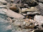 Toad allowing wasp to gather mud for its nest..JPG