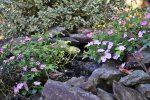 waterfall impatients still blooming 01.jpg