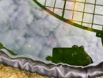 pond worms.jpg