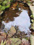 Pond from above.jpg