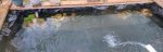 ledge in pond.jpg ledge in pond.jpg