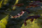 210418 -pond fish 10.jpg