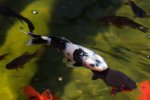 pond fish 210410 2.jpg