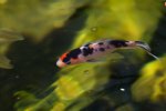 pond fish 210410 6.jpg