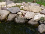 Pond_4_2021 009.JPG