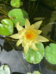 Yellow Water Lily Flower.JPG