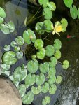 Yellow Water Lily Plant.JPG