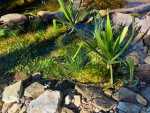 Pond String Algae 1.jpg