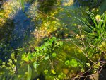 Pond String Algae 2.jpg