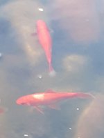 goldfish with white spot.jpg