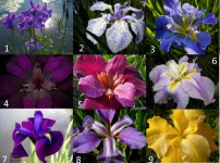 iris9comp numbered 1-9.jpg