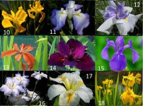 iris9comp numbered 10-18.jpg