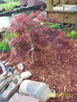 Japanese maple.JPG