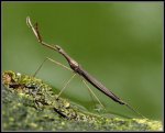 Ranatas australis.jpg