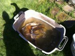 fish1.JPG