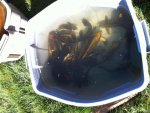fish2.JPG
