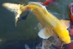 Whirlpool by fishin4cars.jpg Whirlpool by fishin4cars.jpg
