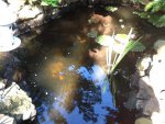 pond photo.JPG