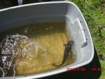 PondCleaning2.JPG PondCleaning2.JPG
