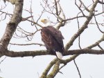 Eagle at Langus river park- Ethan took pic.JPG