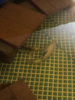 16F1C36D-C395-4EEA-BB14-21359AC03407.jpeg