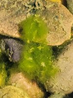 Pond1 algae up close.jpg